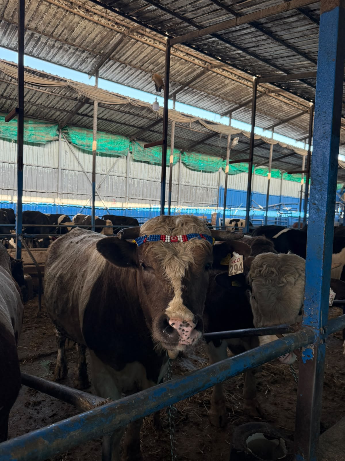 Kulağında resmi T.C. Tarım ve Orman Bakanlığı küpesi bulunan kurbanlık.